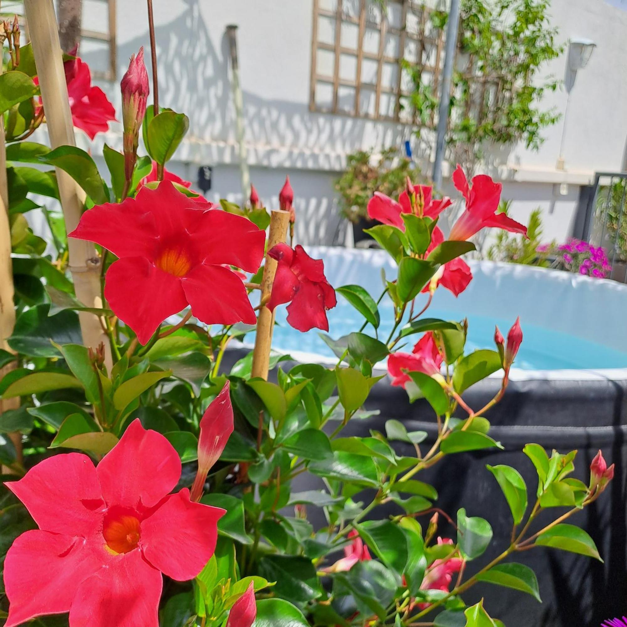 Bed and Breakfast Le Petit Patio Aigues-Mortes Exteriér fotografie